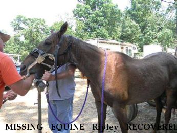 MISSING EQUINE Ripley RECOVERED, Gardendale/Mt Olive, Near Gardendale, AL, 35071